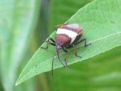 Largus balteatus