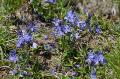 Veronica satureiifolia