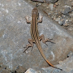 Acanthodactylus erythrurus