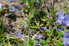 Veronica satureiifolia