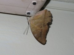 Archaeoprepona demophon