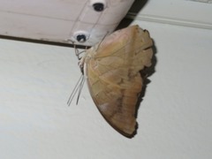 Archaeoprepona demophon