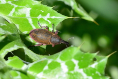 Lixomorphus algirus