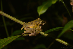 Scinax perereca