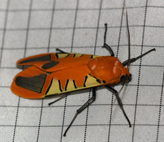 Gorgonidia inversa