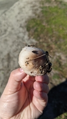Volvopluteus gloiocephalus