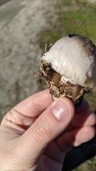 Volvopluteus gloiocephalus