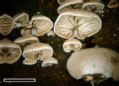 Clitopilus argentinus
