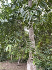 Cananga odorata