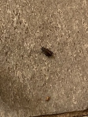 Diploptera punctata