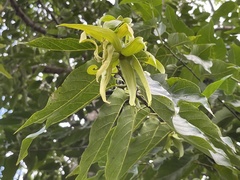 Cananga odorata