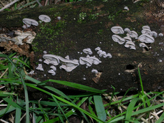 Clitopilus argentinus
