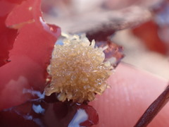 Boltenia villosa