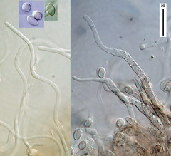 Clitopilus argentinus