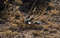 Diadasia bituberculata