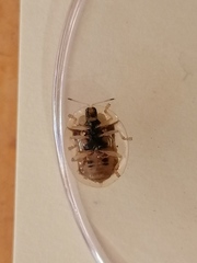 Aspidimorpha dissentanea