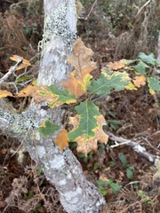 Quercus × ganderi