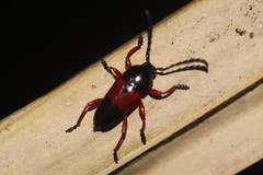 Lissonotus corallinus