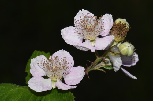 Rubus armeniacus Focke
