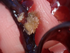 Boltenia villosa