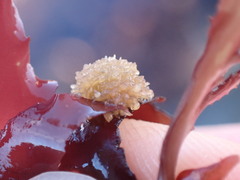 Boltenia villosa