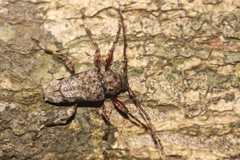 Oreodera glauca