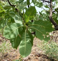 Terminalia macroptera