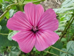 Malva trimestris