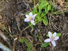 Lobelia oligophylla