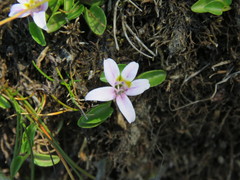 Lobelia oligophylla