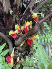 Impatiens niamniamensis