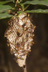 Polistes myersi