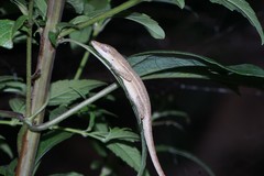 Anolis unilobatus