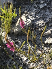 Erica pulchella