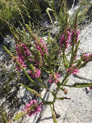 Erica pulchella