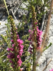 Erica pulchella