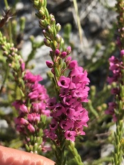 Erica pulchella