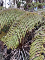 Cibotium glaucum