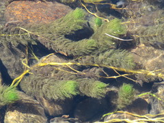 Myriophyllum quitense