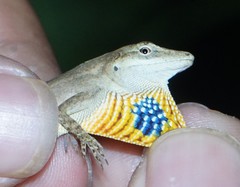 Anolis unilobatus