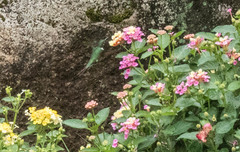 Calliphlox amethystina
