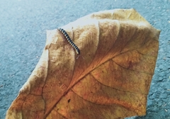 Asiomorpha coarctata