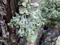 Heterodermia echinata