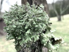 Heterodermia echinata