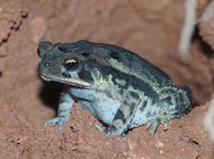 Incilius campbelli