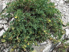 Medicago cretacea