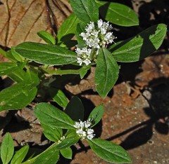 Spermacoce dasycephala