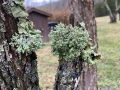 Heterodermia echinata