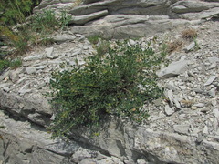Medicago cretacea