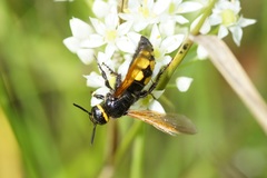 Scolia fuciformis